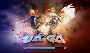 Đá Gà 3D Tại VNBet77