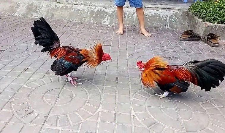 Đá Gà Sabong Tại VNBet77