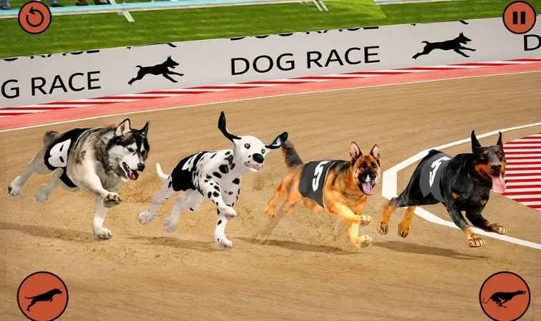 Đua Chó tại VNBet77