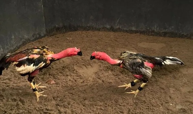 Sảnh Đá Gà Sabong Tại VNBet77 quy tụ nhiều chiến kê dũng mãnh