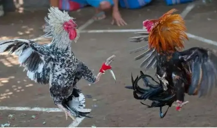 Đá Gà WS168 Tại VNBet77